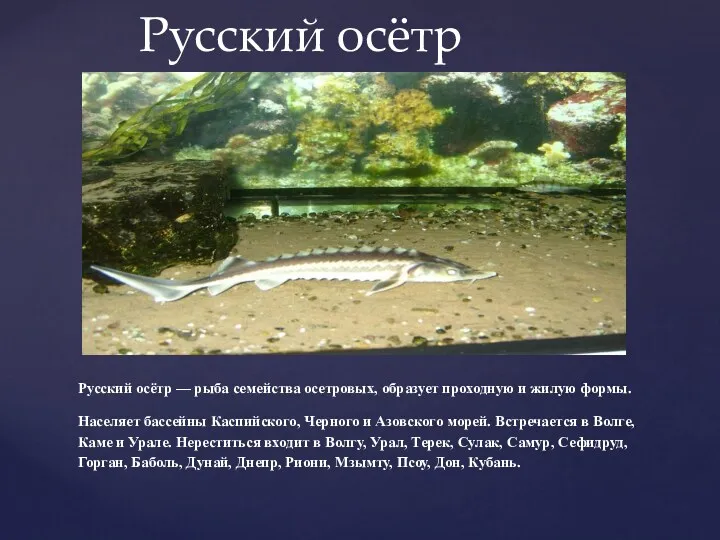 Русский осётр — рыба семейства осетровых, образует проходную и жилую