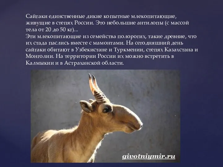 Сайгаки единственные дикие копытные млекопитающие, живущие в степях России. Это