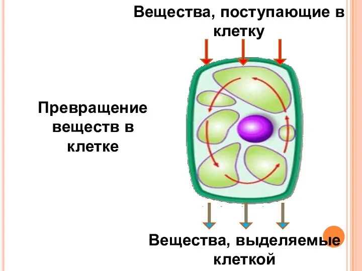 Превращение веществ в клетке Вещества, поступающие в клетку Вещества, выделяемые клеткой