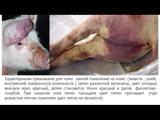 Характерными признаками для чумы свиней появление на коже (живота ,
