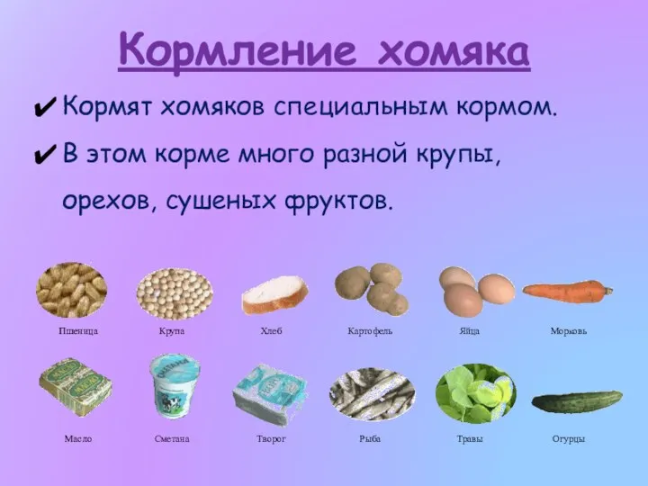 Кормление хомяка Кормят хомяков специальным кормом. В этом корме много разной крупы, орехов, сушеных фруктов.