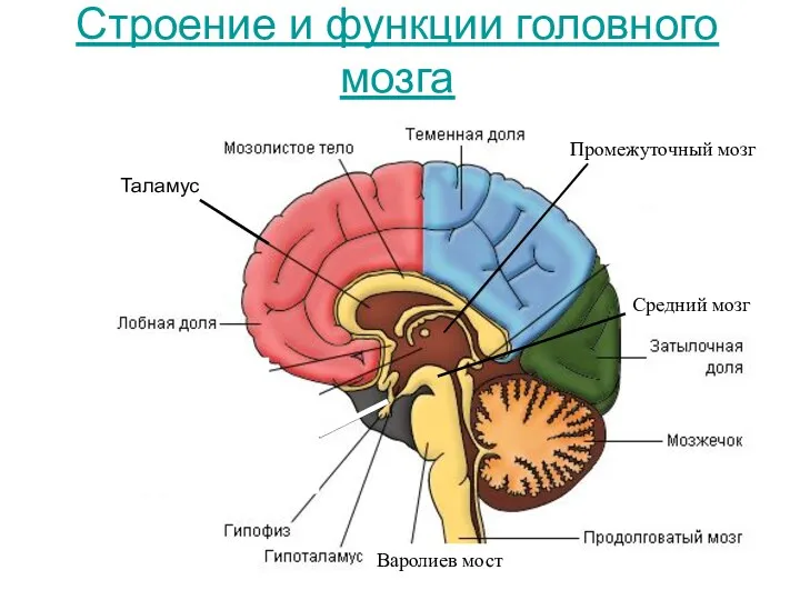Строение и функции головного мозга Варолиев мост