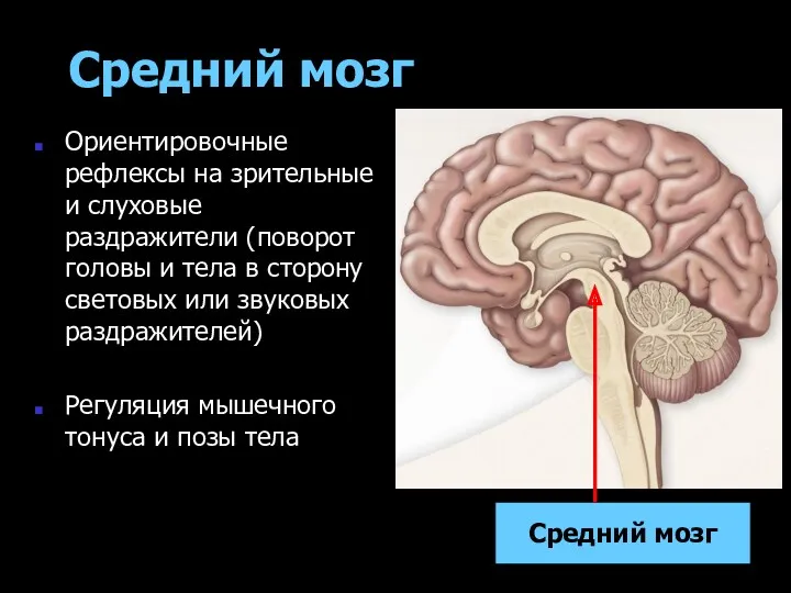Средний мозг Ориентировочные рефлексы на зрительные и слуховые раздражители (поворот