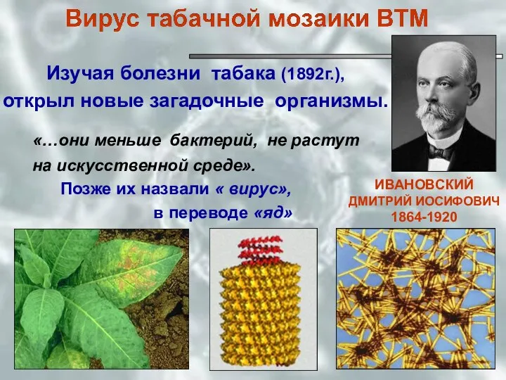 ИВАНОВСКИЙ ДМИТРИЙ ИОСИФОВИЧ 1864-1920 Изучая болезни табака (1892г.), открыл новые