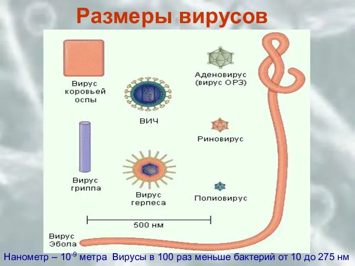 Размеры вирусов Нанометр – 10-9 метра Вирусы в 100 раз