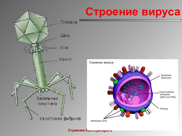 Строение вируса Строение бактериофага