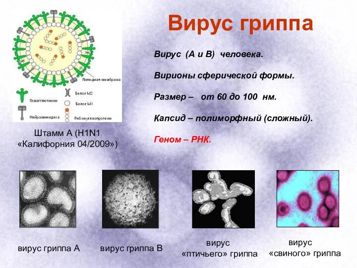 вирус гриппа А вирус гриппа В вирус «птичьего» гриппа вирус «свиного» гриппа Штамм