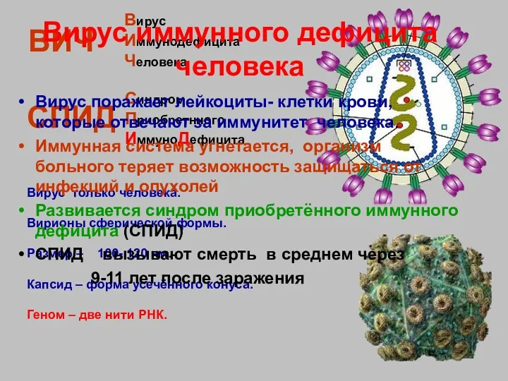 Вирус Иммунодефицита Человека Вирус только человека. Вирионы сферической формы. Размер – 100- 120