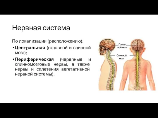Нервная система По локализации (расположению): Центральная (головной и спинной мозг); Периферическая (черепные и