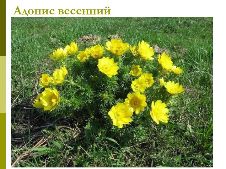 Адонис весенний