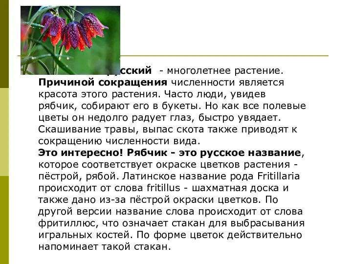 Рябчик русский - многолетнее растение. Причиной сокращения численности является красота