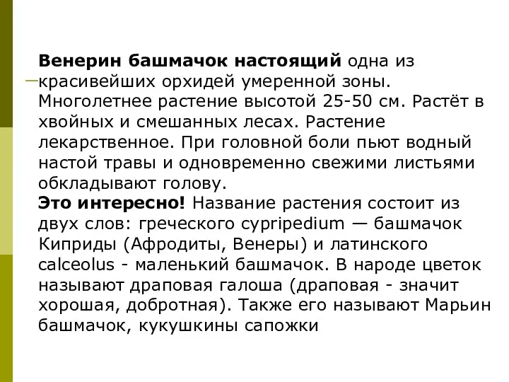 Венерин башмачок настоящий одна из красивейших орхидей умеренной зоны. Многолетнее