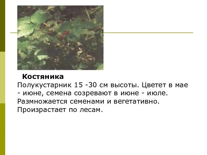 Костяника Полукустарник 15 -30 см высоты. Цветет в мае -