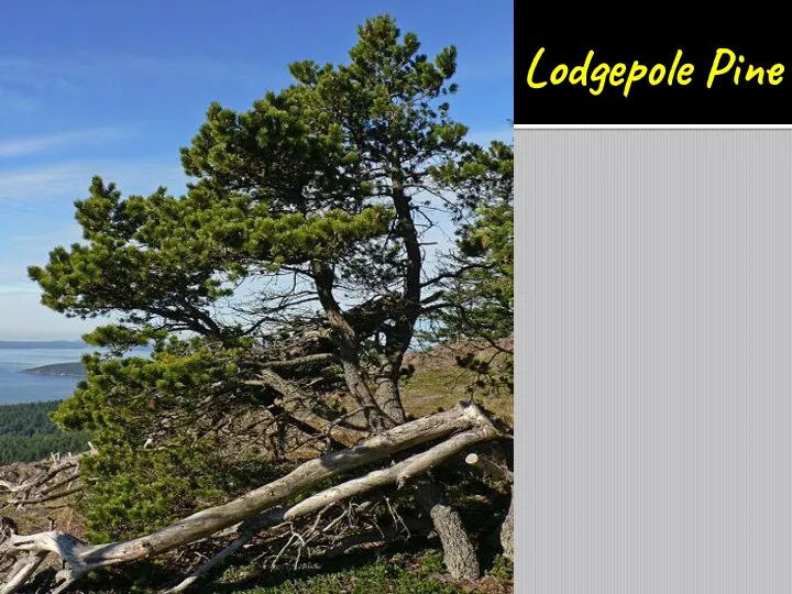 Lodgepole Pine