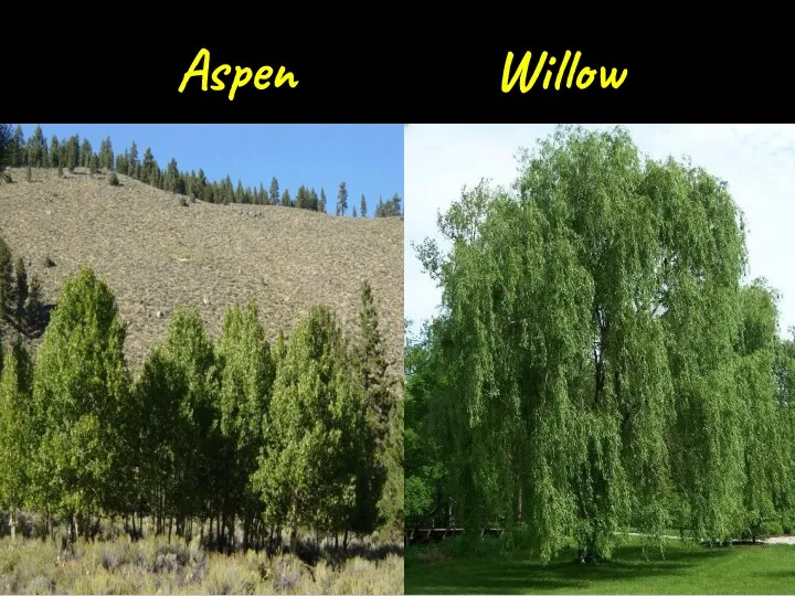 Aspen Willow