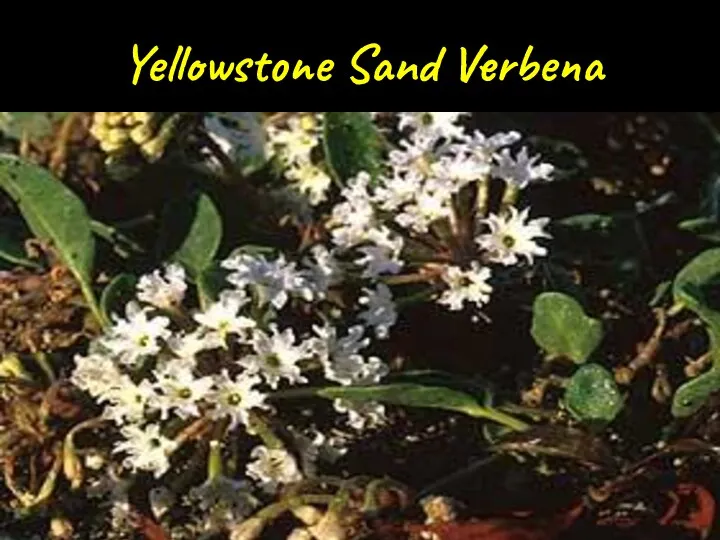 Yellowstone Sand Verbena
