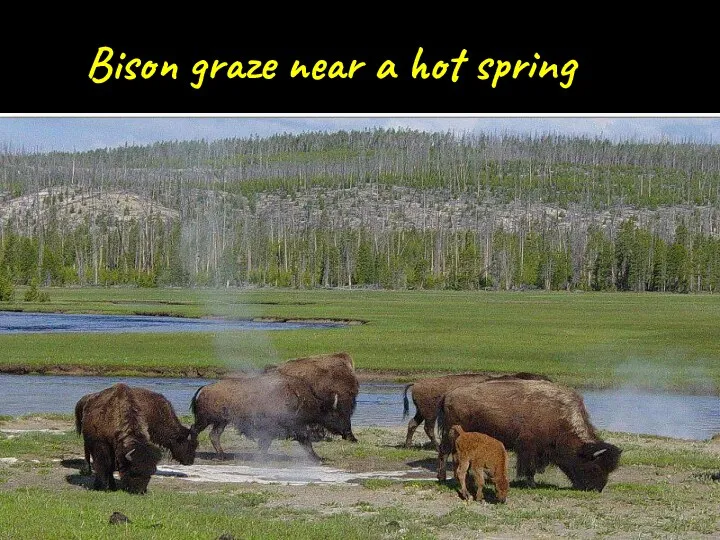 Bison graze near a hot spring