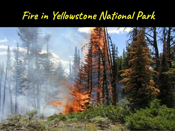Fire in Yellowstone National Park