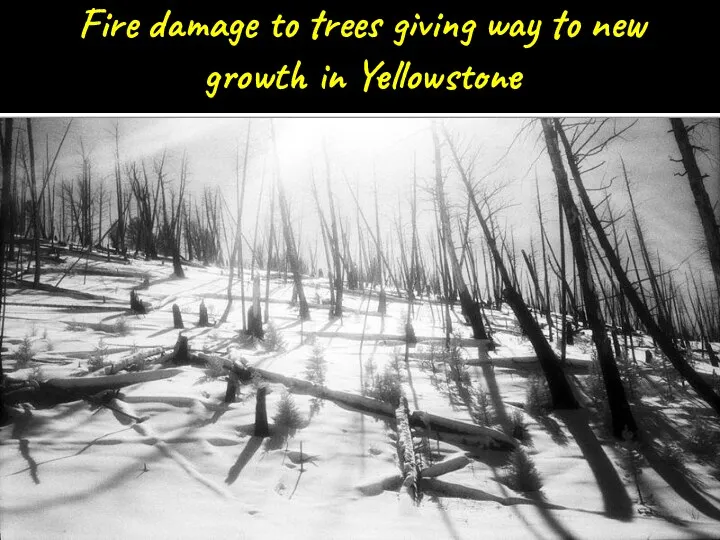 Fire damage to trees giving way to new growth in Yellowstone