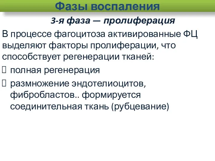 Фазы воспаления 3-я фаза — пролиферация В процессе фагоцитоза активированные