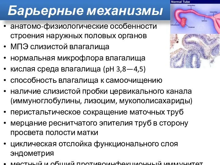 Барьерные механизмы анатомо-физиологические особенности строения наружных половых органов МПЭ слизистой