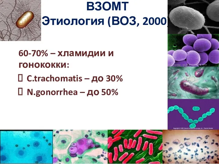 ВЗОМТ Этиология (ВОЗ, 2000) 60-70% – хламидии и гонококки: C.trachomatis