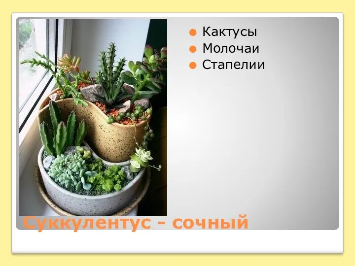 Суккулентус - сочный Кактусы Молочаи Стапелии