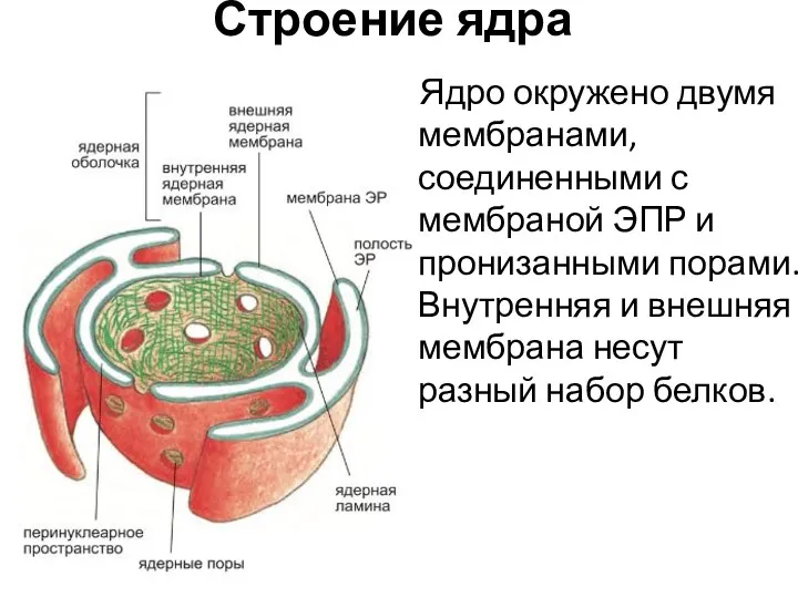 Ядро окружено двумя мембранами, соединенными с мембраной ЭПР и пронизанными порами. Внутренняя и