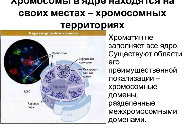 Хромосомы в ядре находятся на своих местах – хромосомных территориях Хроматин не заполняет