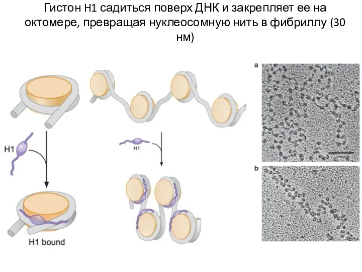 Гистон H1 садиться поверх ДНК и закрепляет ее на октомере,