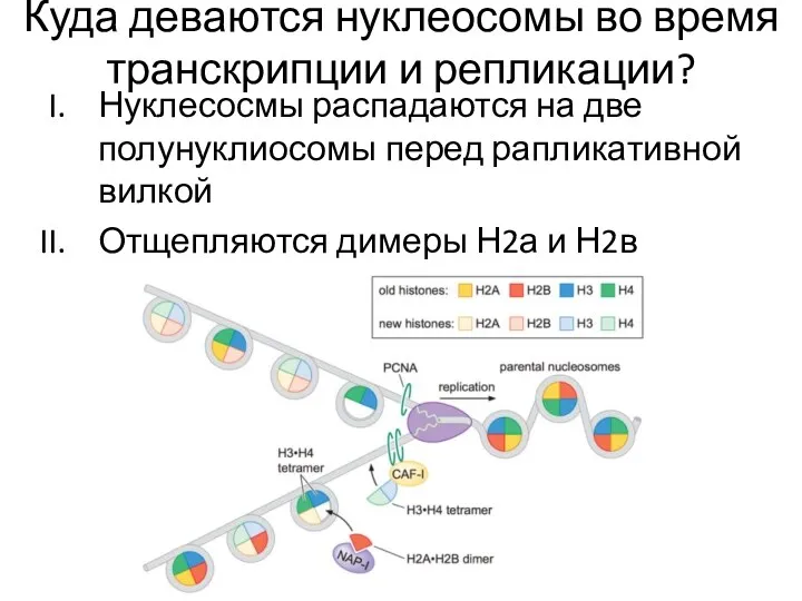 Куда деваются нуклеосомы во время транскрипции и репликации? Нуклесосмы распадаются на две полунуклиосомы
