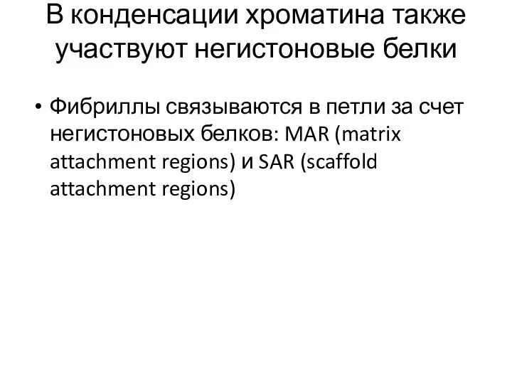 Фибриллы связываются в петли за счет негистоновых белков: MAR (matrix attachment regions) и