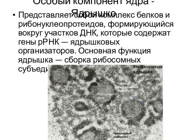 Особый компонент ядра - Ядрышко Представляет собой комплекс белков и рибонуклеопротеидов, формирующийся вокруг