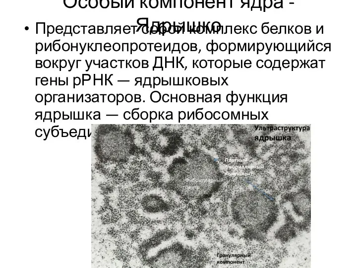 Особый компонент ядра - Ядрышко Представляет собой комплекс белков и