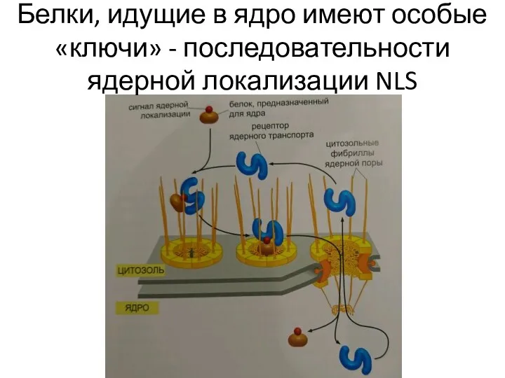Белки, идущие в ядро имеют особые «ключи» - последовательности ядерной локализации NLS