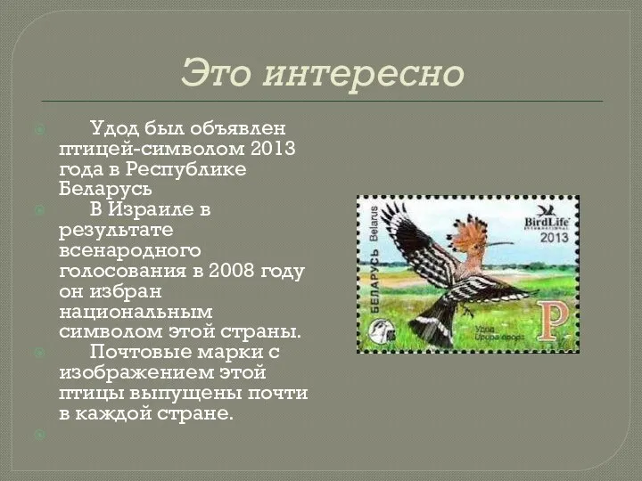 Это интересно Удод был объявлен птицей-символом 2013 года в Республике Беларусь В Израиле