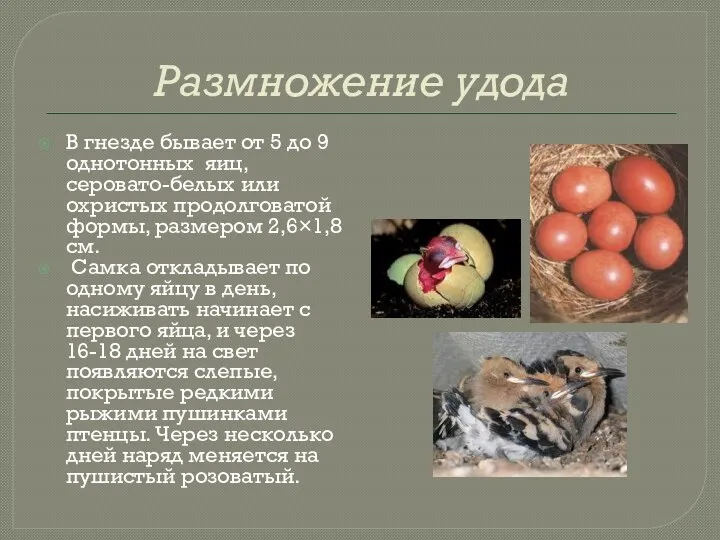 Размножение удода В гнезде бывает от 5 до 9 однотонных яиц, серовато-белых или