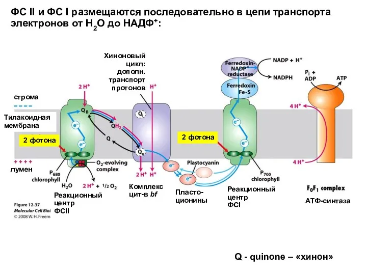 ФС II и ФС I размещаются последовательно в цепи транспорта