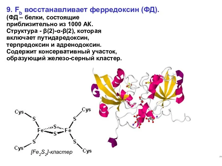 9. Fb восстанавливает ферредоксин (ФД). (ФД – белки, состоящие приблизительно