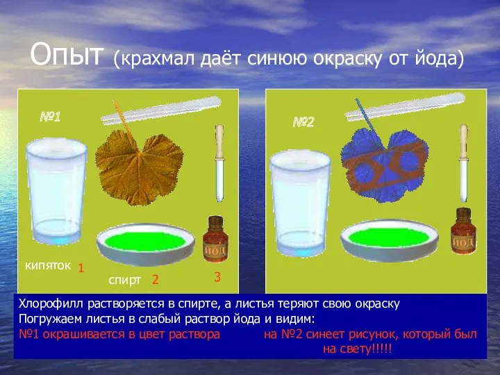 Опыт (крахмал даёт синюю окраску от йода) кипяток спирт 1