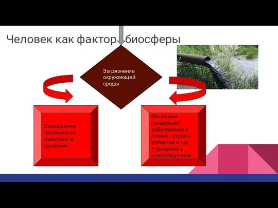 Человек как фактор биосферы Загрязнение окружающей среды Сокращение численности животных