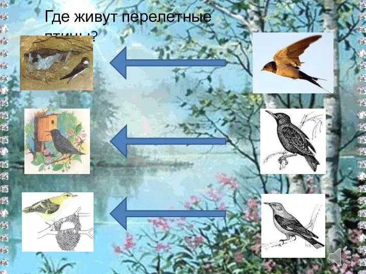 Где живут перелетные птицы?