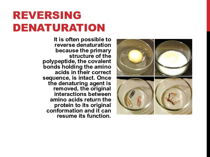 REVERSING DENATURATION It is often possible to reverse denaturation because the primary structure