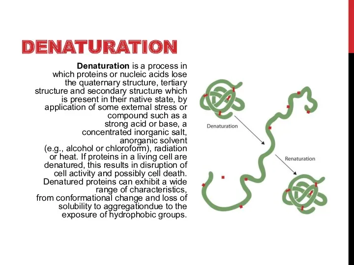 DENATURATION Denaturation is a process in which proteins or nucleic acids lose the