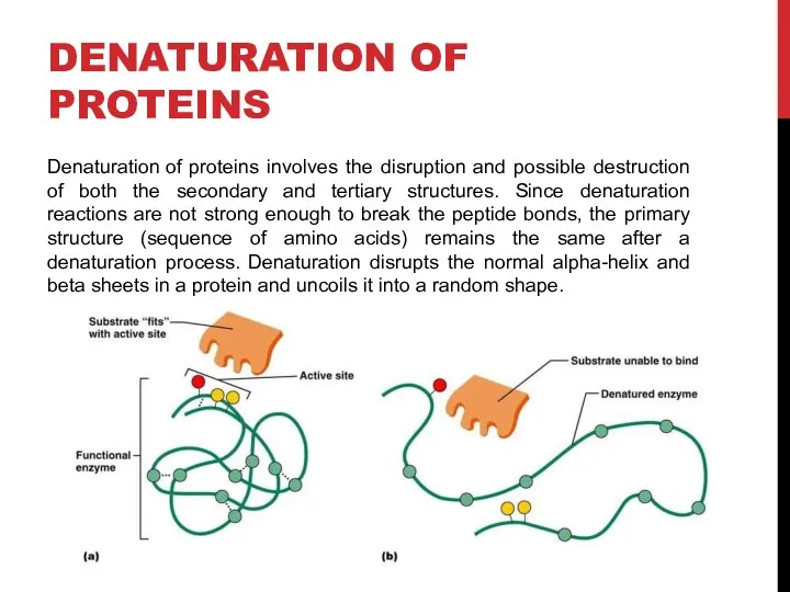 DENATURATION OF PROTEINS Denaturation of proteins involves the disruption and possible destruction of
