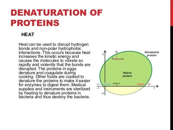 DENATURATION OF PROTEINS Heat can be used to disrupt hydrogen bonds and non-polar