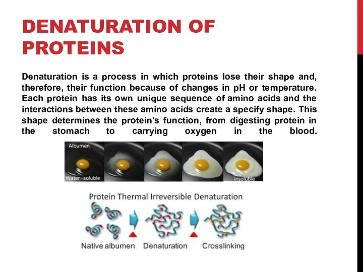 DENATURATION OF PROTEINS Denaturation is a process in which proteins lose their shape