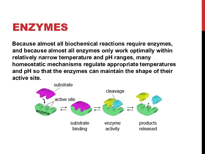 ENZYMES Because almost all biochemical reactions require enzymes, and because almost all enzymes