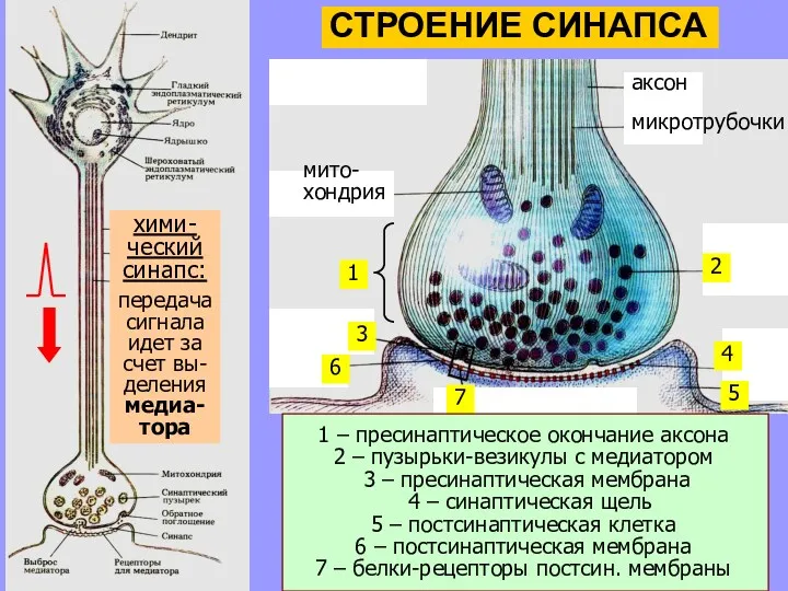 хими- ческий синапс: передача сигнала идет за счет вы- деления медиа- тора 1