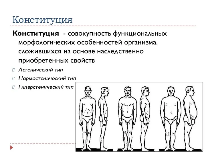 Конституция Конституция - совокупность функциональных морфологических особенностей организма, сложившихся на